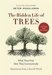 The Hidden Life of Trees